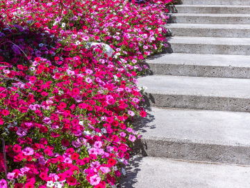 Mehrfarbige Bettblumen an der Treppe