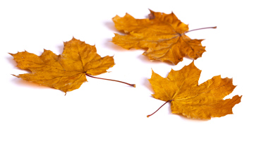 Herbstahornblätter auf weißem Hintergrund, Platz für Text
