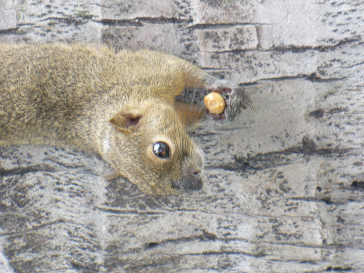 Eichhörnchen mit einer Nuss