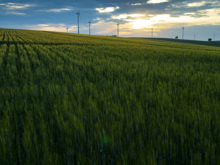 Windkraftanlagen in einem kultivierten Feld