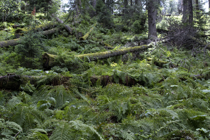 Naturschutzgebiet