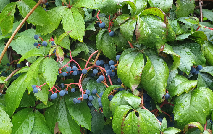 Wilde Weinblätter