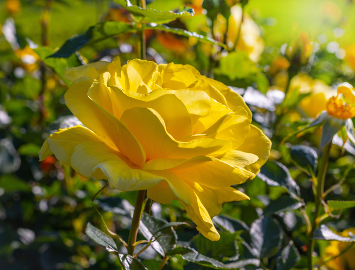 Gelbe Rose im Garten