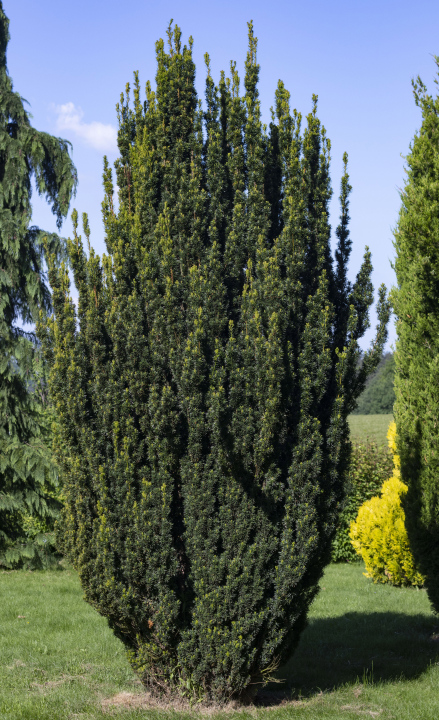 Einsame Eibe im Garten