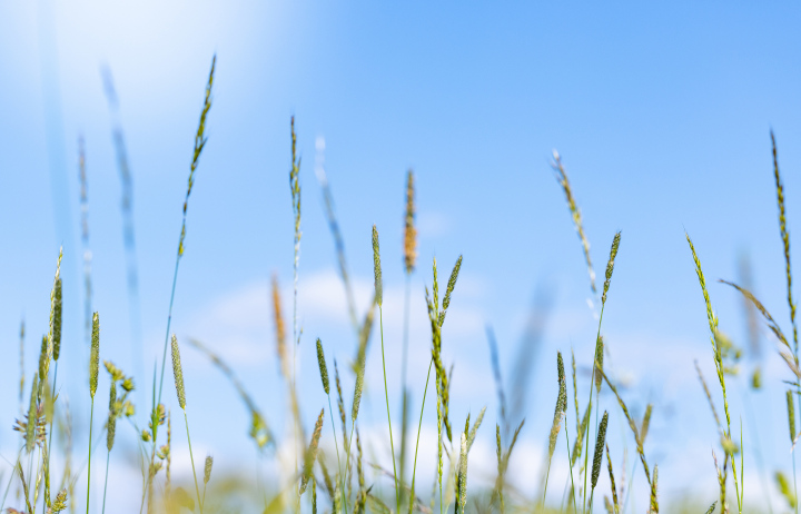 Gras Samen.