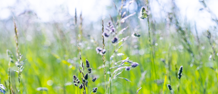 Wilde, natürliche Wiese, Stock Foto