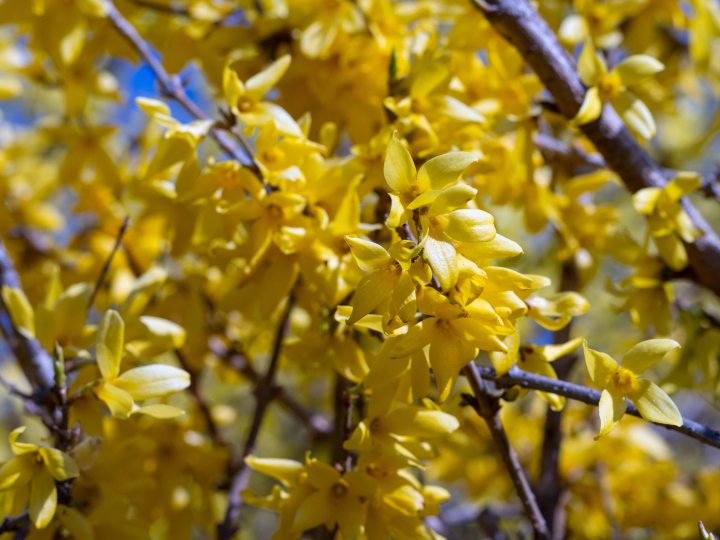 Forsythie, ein Strauch, der gelb blüht