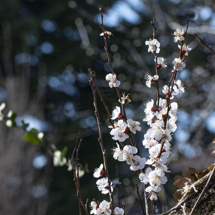 Blühende Aprikose für den Frühling