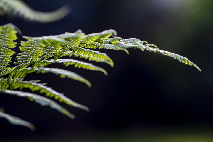Farnblatt im Morgensonnenlicht