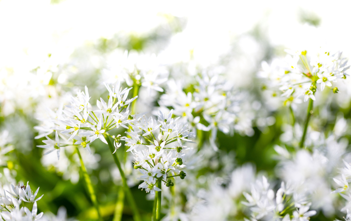 Kleine weiße Blumen im Garten. Foto mit Platz für Text.