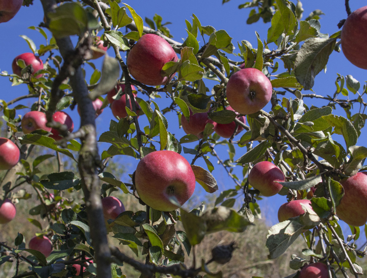 Äpfel am Baum