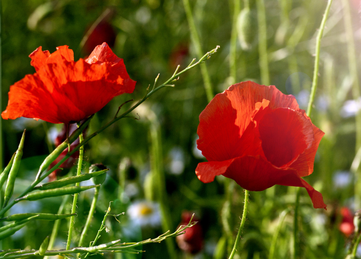 Rote Mohnblumen auf der Wiese