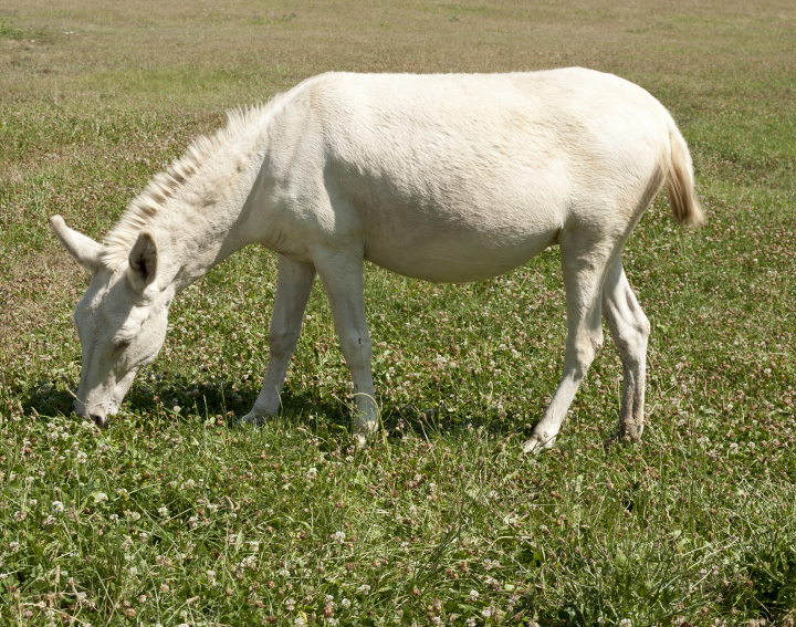 Kleines weißes Pferd