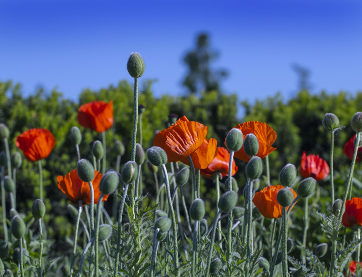 Rote Mohnblumen im Garten kostenloses Bild