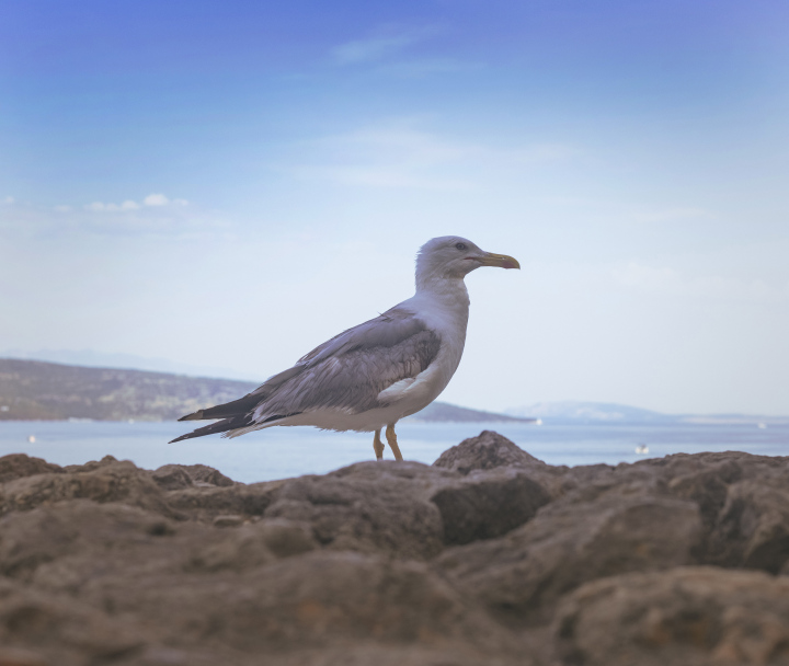 Möwe auf den Felsen