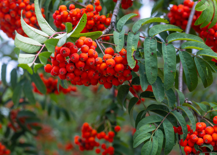 Rote Ebereschenfrüchte