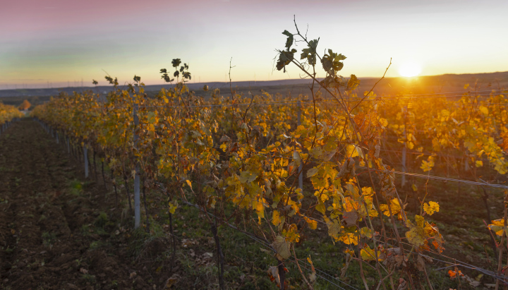 Weinberg bei Sonnenuntergang