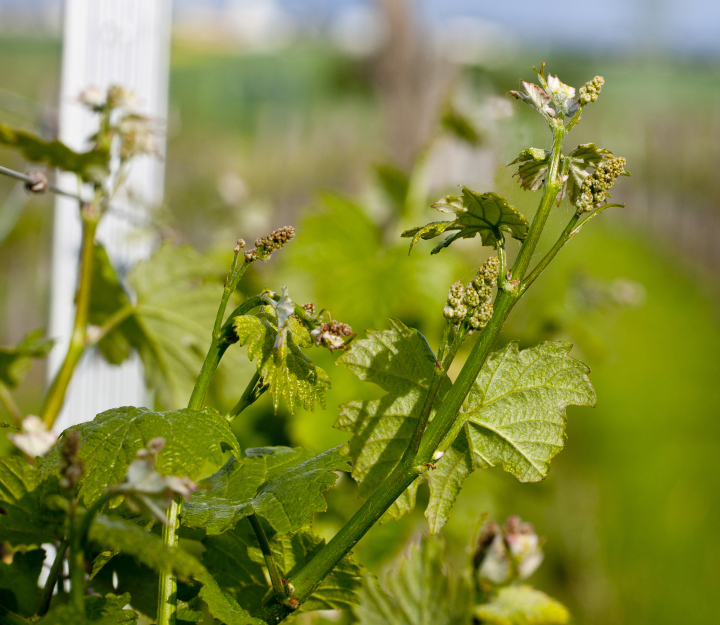 Weintriebe im Frühling