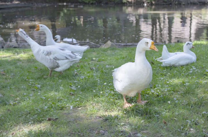 Gänse auf dem Land