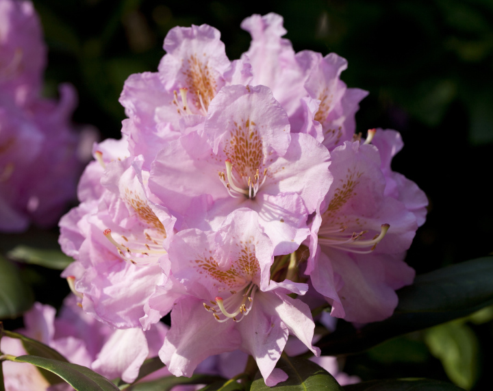 Rosa Rhododendron