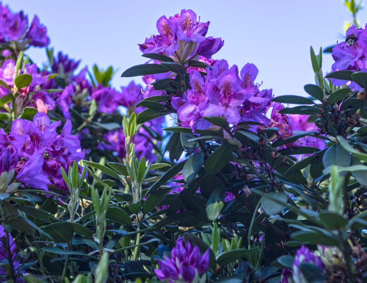 Lila Rhododendron