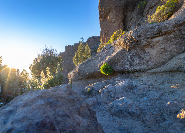 Pflanzen auf den Felsen