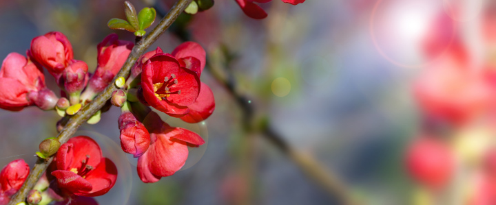 Blühende Quitte, Frühling, Bannerformat