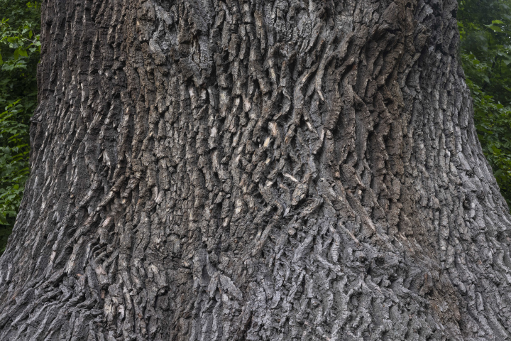 Alte Eiche, Stamm mit dicker Rinde