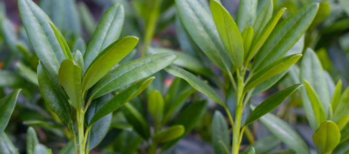 Rhododendrongrüne Blätter