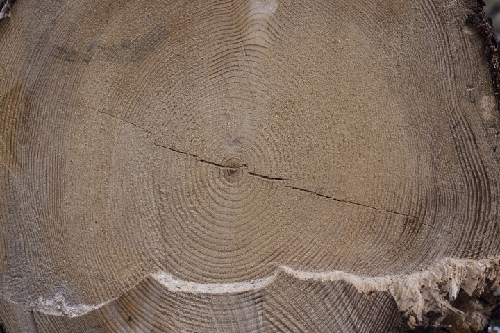 Holzmaserung, ein geschnittener Stamm