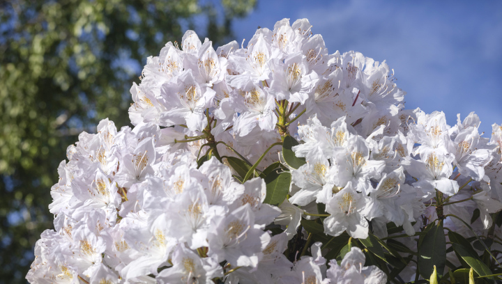 Weißer Rhododendron