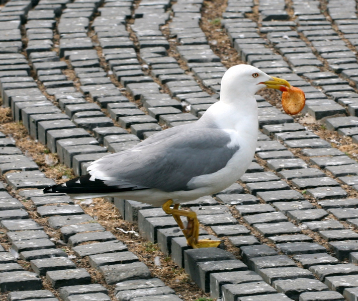 Möwe mit Essen im Schnabel