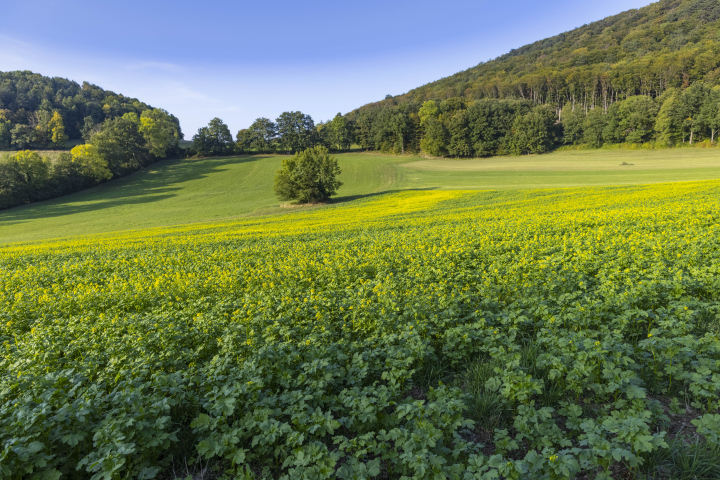 Landwirtschaftliche Felder in hügeligem Gelände