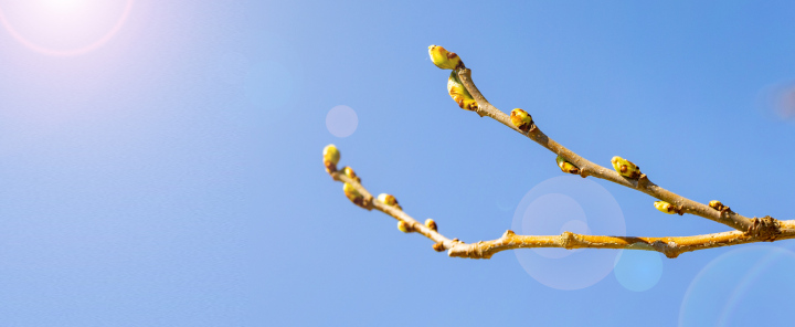 Frühlingsknospen auf Ästen