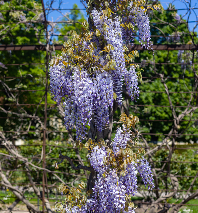 Blühende Glyzinien auf der Pergola