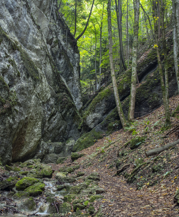 Felsen im Wald