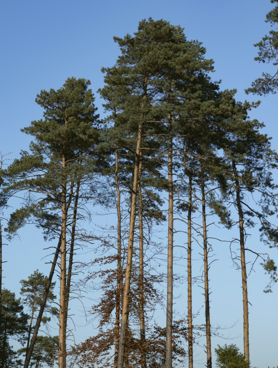 Hohe Kiefern gegen den Himmel