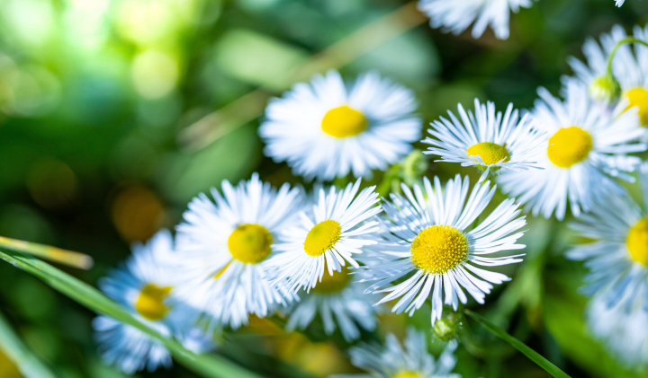 Weiße Gänseblümchen, Frühling