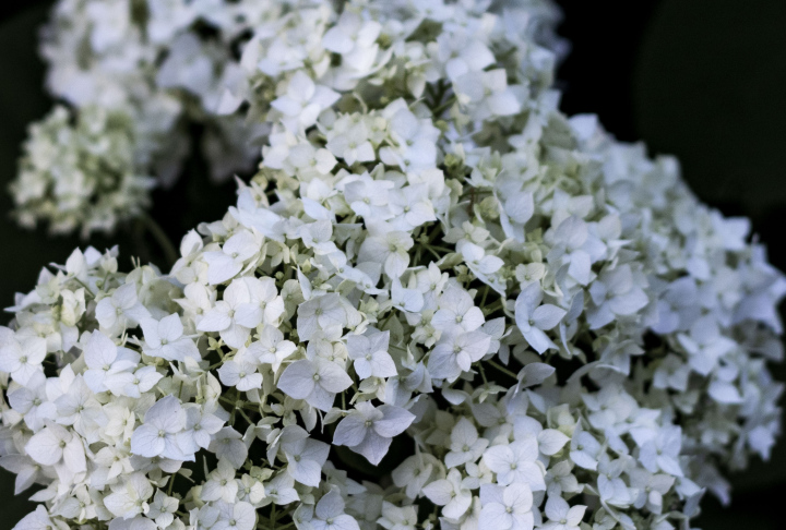 Bouquet Hortensie auf schwarzem Hintergrund