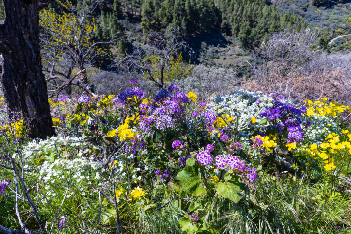 Blühende Pflanzen auf Gran Canaria Kostenloses Foto