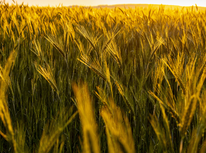 Müsliohren am Morgen