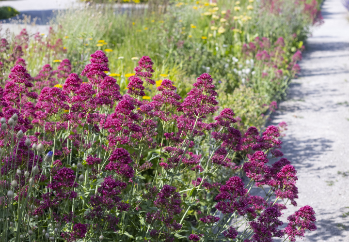 Blühende Pflanzen im Garten, Blumenbeet