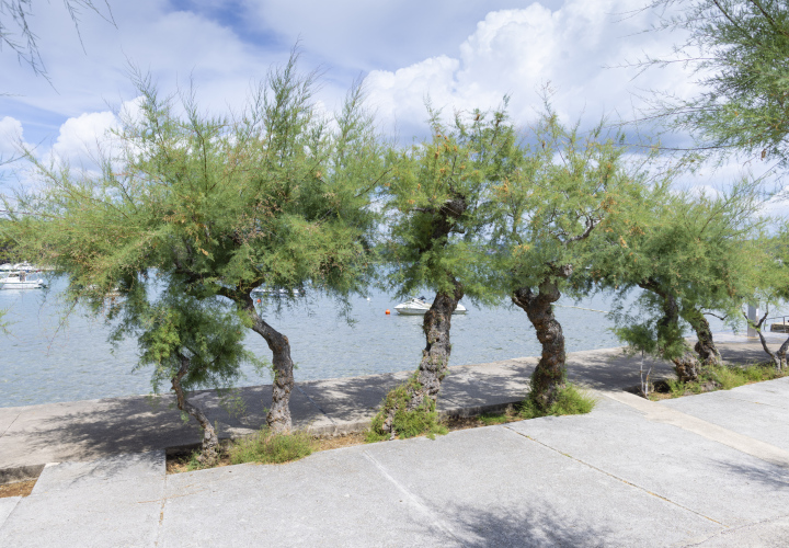 Alte Tamarisken in Brzeg