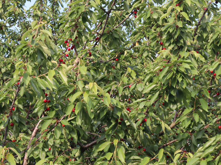 Kirschen auf dem Baum