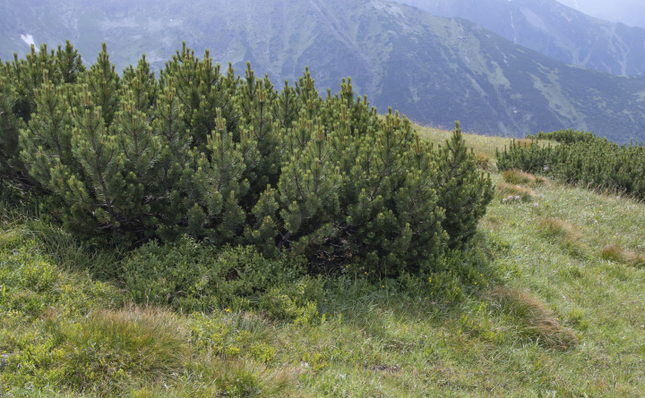 Bergkiefer ausbreiten