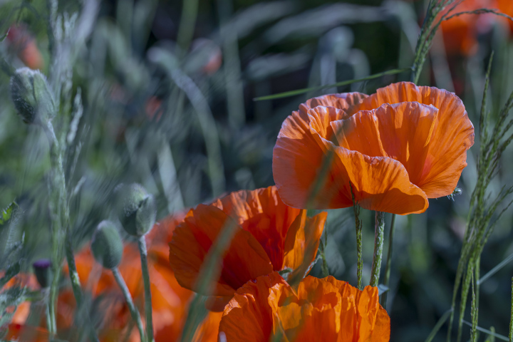 Blühende Mohnblumen