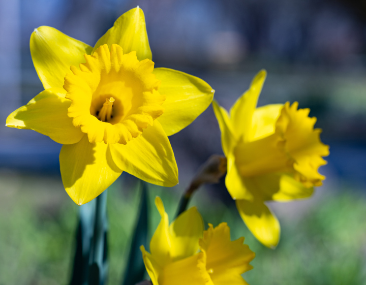 Blühende Narzissen, Frühling