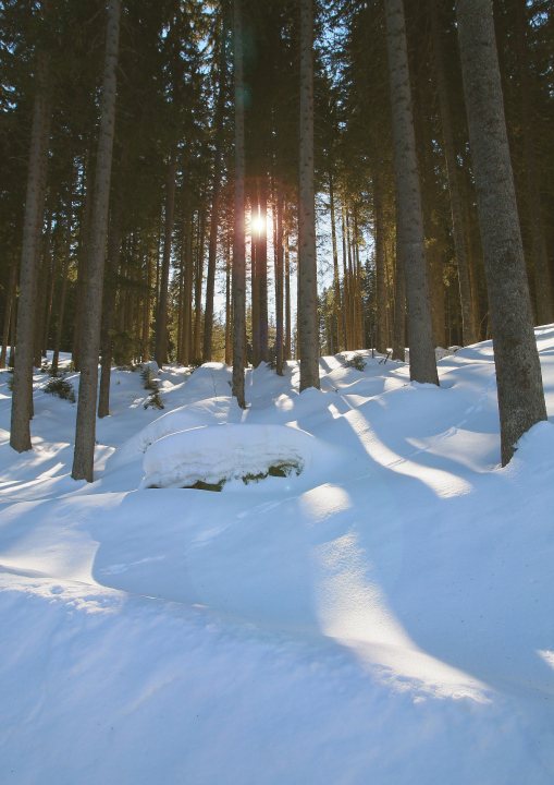 Wald im Winter