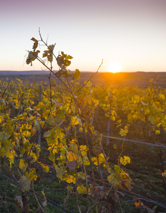 Herbstsonnenuntergang im Weinberg