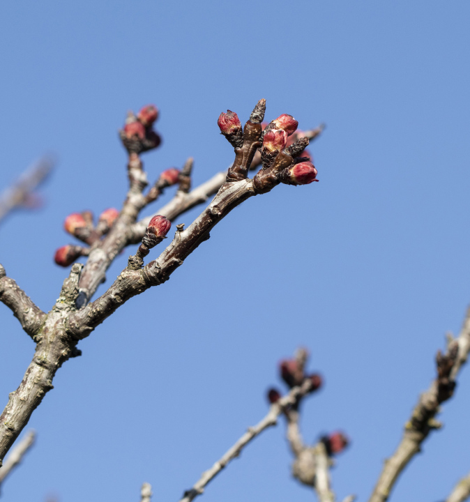 Frühlingsknospen auf Ästen